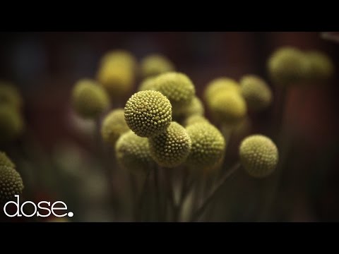 The World's Only Skateshop x Florist - UCsert8exifX1uUnqaoY3dqA