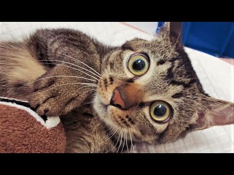 Funny animals - Funny cats / dogs - Funny animal videos 202 - UCcnThqTwvub5ykbII9WkR5g