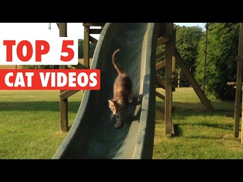 Best of the Week Cats || Funny Kitten Compilation: March 18 2016 - UCPIvT-zcQl2H0vabdXJGcpg