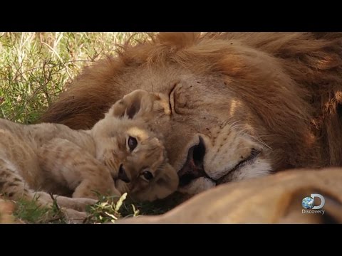 Adorable Lion Cubs Frolic as their Parents Look On - UCqOoboPm3uhY_YXhvhmL-WA