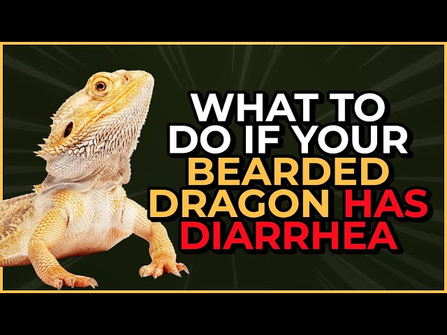 Why Does My Bearded Dragon Have Diarrhea?