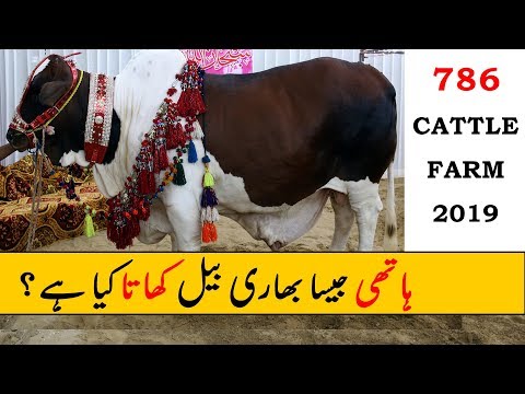 786 Cattle Farm 2019 - Sohrab Goth Cow Mandi Karachi
