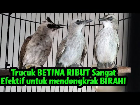 Trucuk jantan pasti akan langsung Respon dan ikut bunyi ketika dengar pangilan trucuk betina ini.