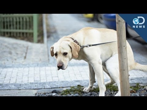 Why Dogs Spin Before They Poop - UCzWQYUVCpZqtN93H8RR44Qw