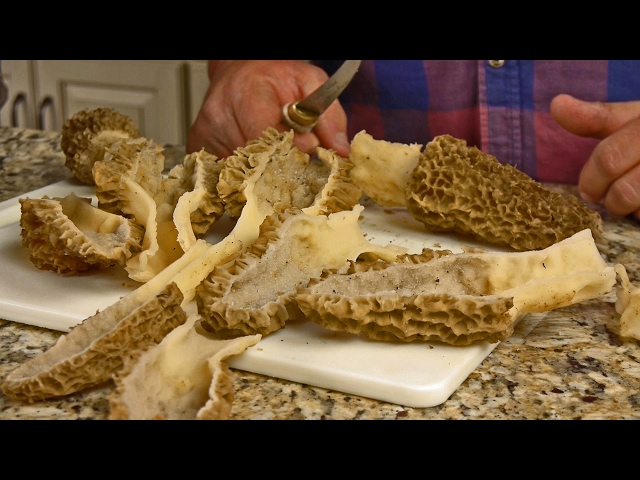 How To Preserve Morel Mushrooms?