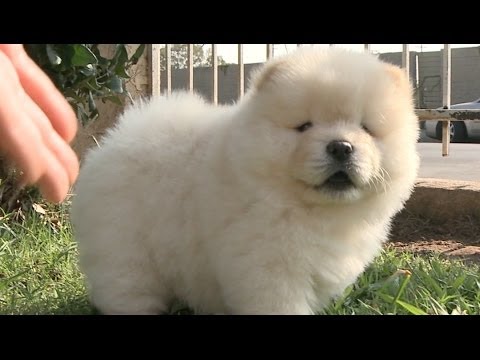 Chow Puppy is Camera Shy, His Lips Quiver - UCPIvT-zcQl2H0vabdXJGcpg