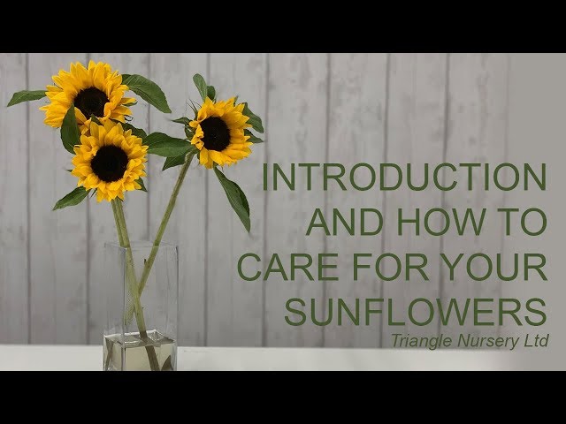 How to Preserve Sunflowers in a Vase