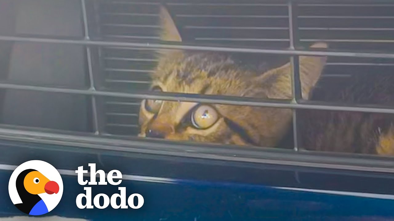 Kitten Saved From Car Engine Gives Hope To Guy Who Needs It Most | The Dodo Cat Crazy