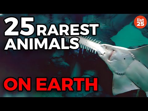 25 Rarest Animals On Earth - UCWqJpFqlX59OML324QIByZA