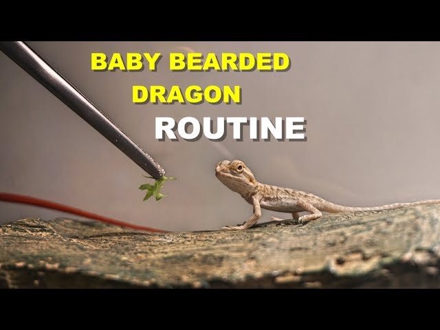 How to Take Care of a Baby Bearded Dragon