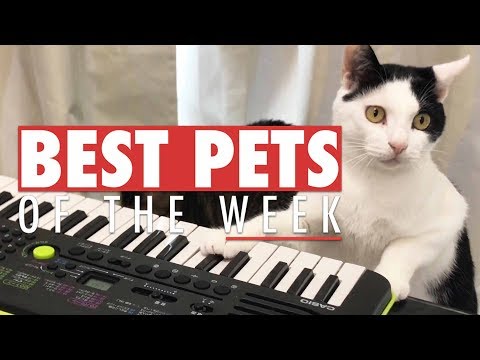 Best Pets of the Week | October 2017 Week 1 - UCPIvT-zcQl2H0vabdXJGcpg