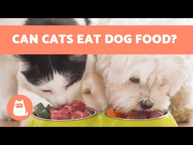 can-you-give-dog-food-to-cats-deborahdurrant