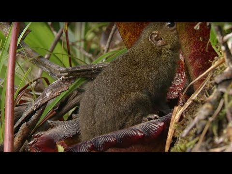 Incredible "Toilet" plant | Attenborough 60 Years in the wild | BBC - UCwmZiChSryoWQCZMIQezgTg