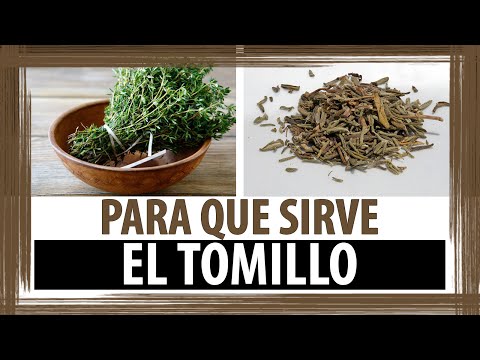 PARA QUE SIRVE EL TOMILLO | BENEFICIOS DEL TOMILLO - UCxzxq7UK5vpz8gKvrdO5hCg