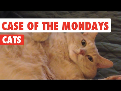 Case of the Mondays Cats Funny Pet Video Compilation 2017 - UCPIvT-zcQl2H0vabdXJGcpg