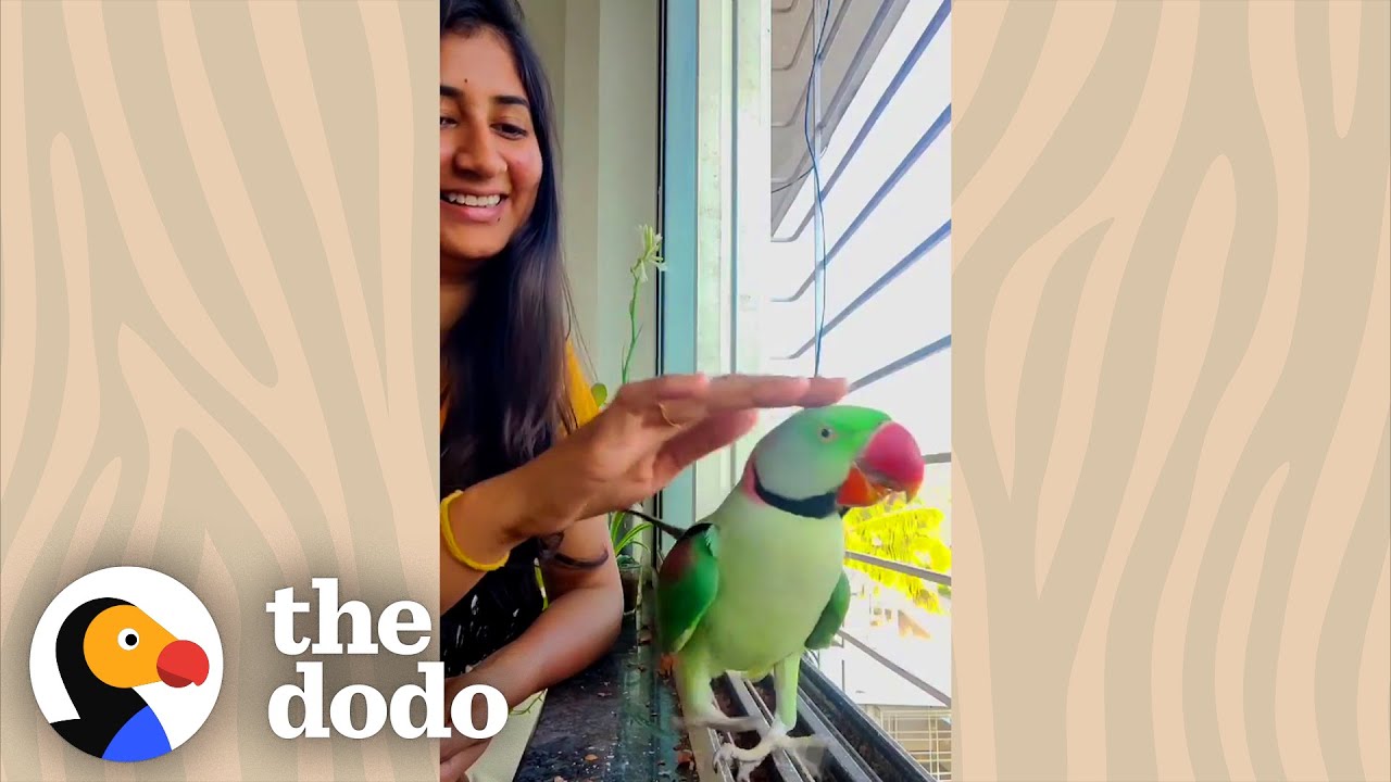 Pretty Wild Parrot Visits Woman’s Balcony Every Single Day | The Dodo Wild Hearts