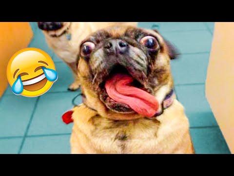 Funniest Dogs And Cats Videos - Best Funny Animal Videos of the 2021 😃 - UC09IvZwjpunzrdHH1EHok-w