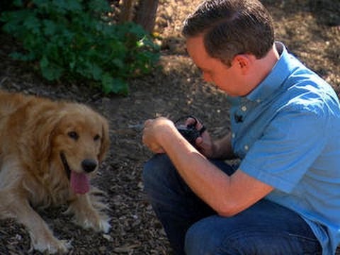 The Fix - Useful tips for pet photos - UCOmcA3f_RrH6b9NmcNa4tdg