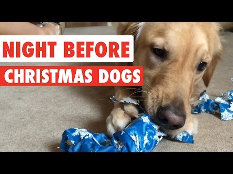 Night Before Christmas Dogs Video Compilation 2016 - UCPIvT-zcQl2H0vabdXJGcpg