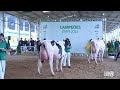 Efapi Brasil 2025 apresenta genética de ponta do gado Jersey e Holandes em julgamento de pista