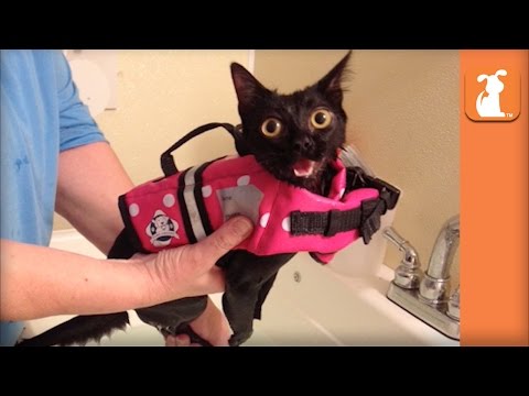 Paralyzed Kitten Given Second Chance With Wheelchair Gets Adopted - UCPIvT-zcQl2H0vabdXJGcpg