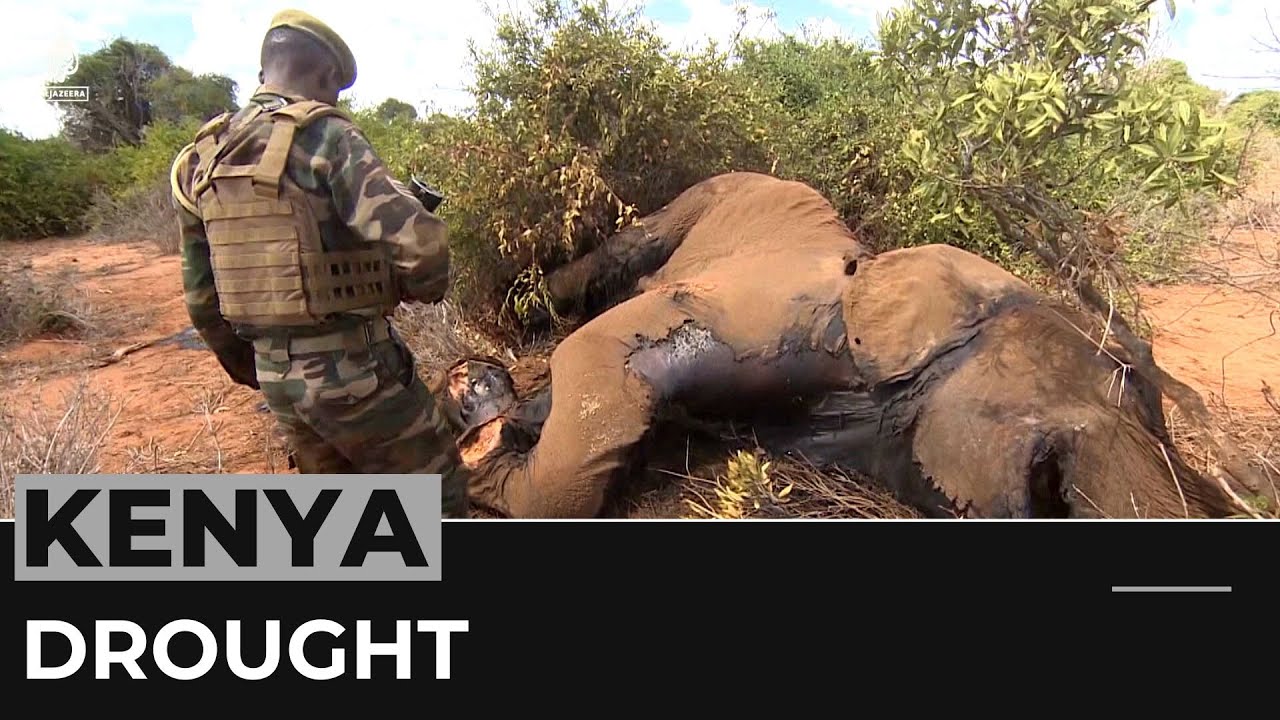 Hundreds of Kenyan animals die in severe drought