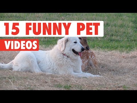 15 Funny Pets | Awesome Pet Video Compilation 2017 - UCPIvT-zcQl2H0vabdXJGcpg