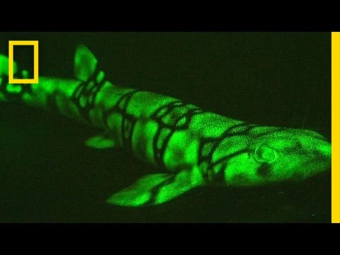 Neon Sharks Caught on Camera | National Geographic - UCpVm7bg6pXKo1Pr6k5kxG9A