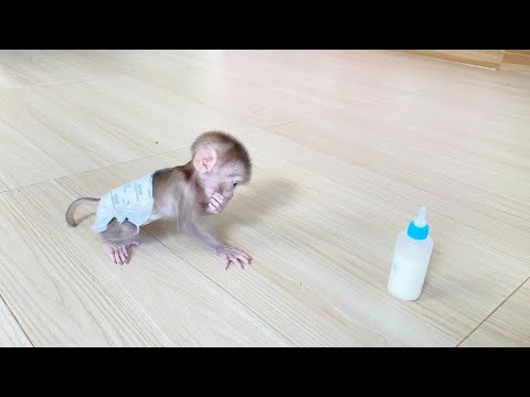 Poor Baby DORN Keep Stare Milk Bottle Stand In Front Him