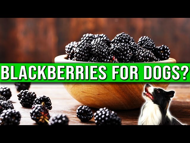 Can Dogs Eat Blackberries And Raspberries? - HayFarmGuy