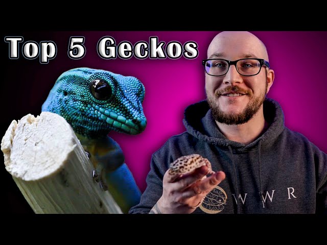 Are Geckos Good Pets?