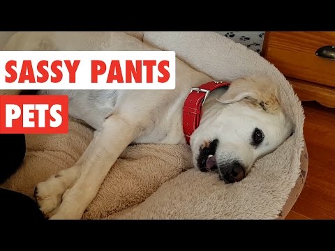 Sassy Pants Pets | Funny Pet Video Compilation 2017 - UCPIvT-zcQl2H0vabdXJGcpg