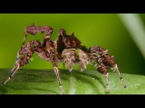 Spider With Three Super Powers | The Hunt | BBC Earth - UCwmZiChSryoWQCZMIQezgTg