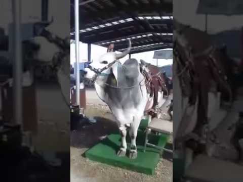 Kids Playing With Bull