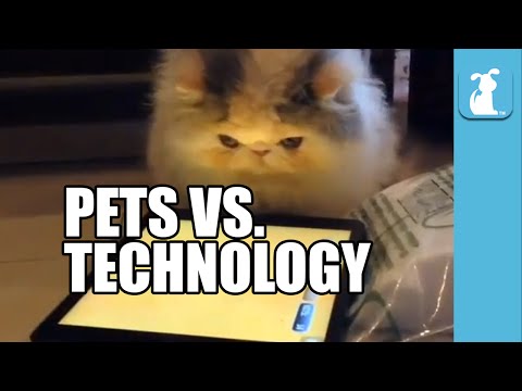 Pets Vs. Technology (Funny Compilation!) - UCPIvT-zcQl2H0vabdXJGcpg