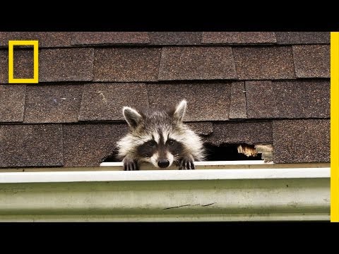 How to Evict Your Raccoon Roommates | National Geographic - UCpVm7bg6pXKo1Pr6k5kxG9A