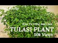 Simple Ways To Care Tulasi plant At Home  Tulasi Plant  Basil Plant  How to Care Tulsi Plant