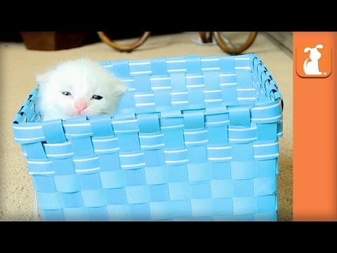 Fluffy Baby Kitten In A Blue Basket - Kitten Love - UCPIvT-zcQl2H0vabdXJGcpg