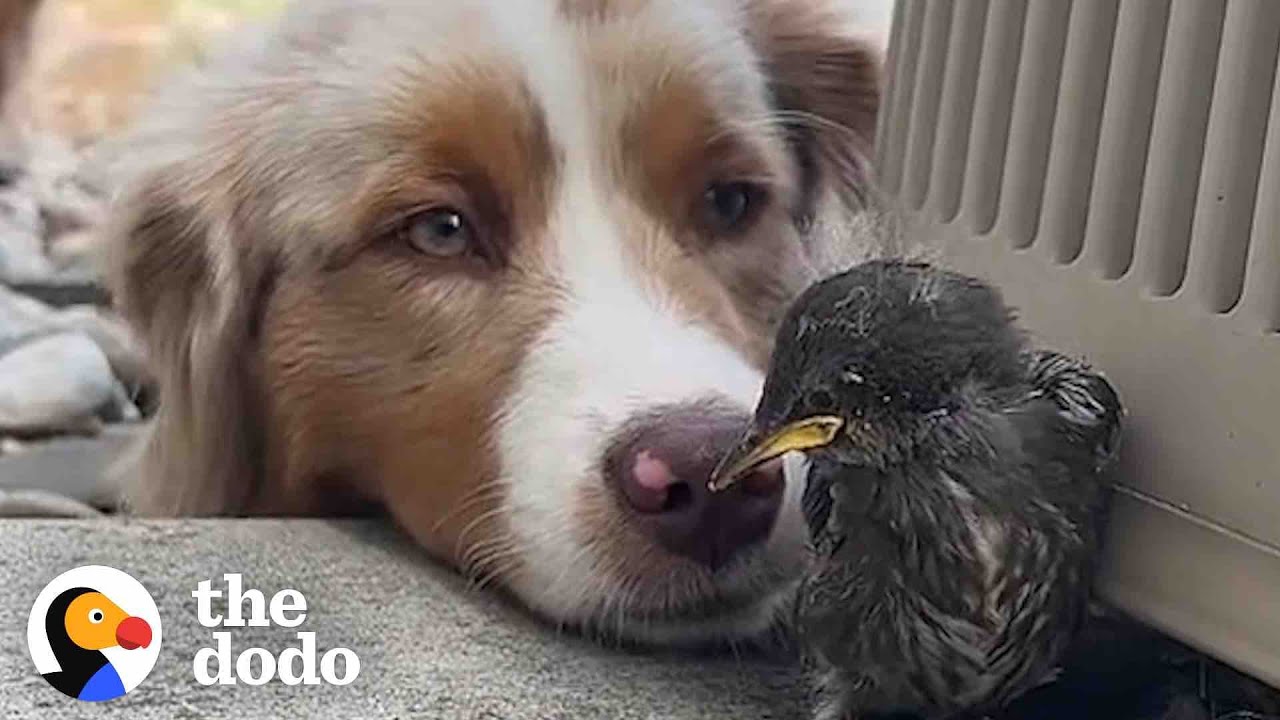 Wild Bird Visits The Woman That Rescued Her Every Single Morning | The Dodo Wild Hearts