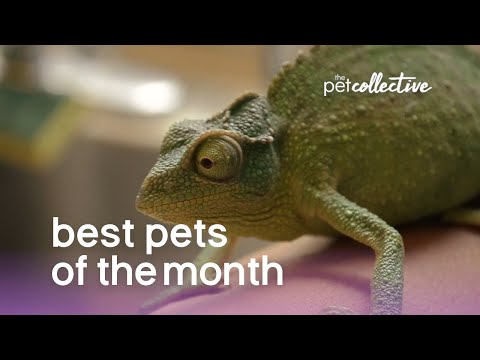 Best Pets of The Month  (June 2019) | The Pet Collective - UCPIvT-zcQl2H0vabdXJGcpg