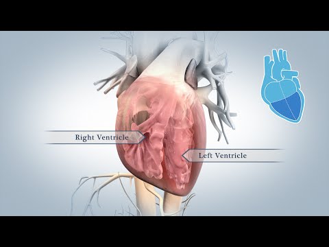 Anatomy of the Heart - UC85VW73bQLEjs_taFKP7TwQ