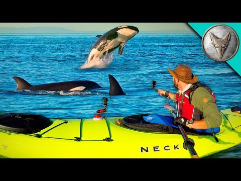 Surrounded by KILLER WHALES! - UC6E2mP01ZLH_kbAyeazCNdg