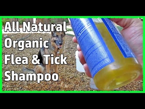 Natural Organic Dog Shampoo / Conditioner Plus Flea And Tick Control - UCEFpzAuyFlLzshQR4_dkCsQ