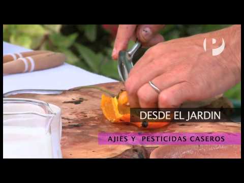 Desde el Jardín: Ajíes y Pesticidas Caseros - UCKc2cPD5SO_Z2g5UfA_5HKg