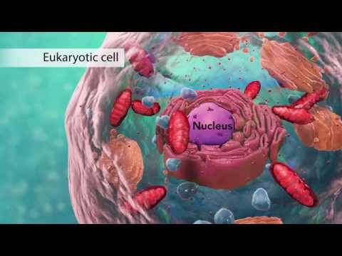 Biology: Cell Structure - UC85VW73bQLEjs_taFKP7TwQ