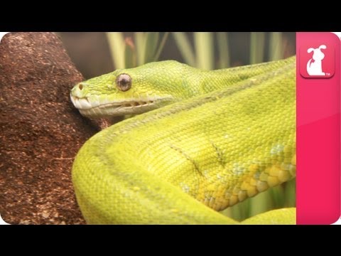 Bindi & Robert Irwin feature - Green Tree Python (Scott) - Growing Up Wild. - UCPIvT-zcQl2H0vabdXJGcpg