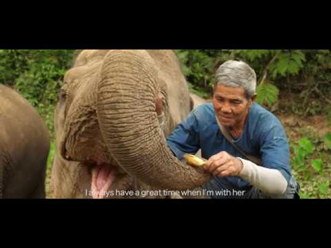 The Last Elephant Mahout in Laos - UCXnIQrzOwgddYqQ3pyf0AnQ