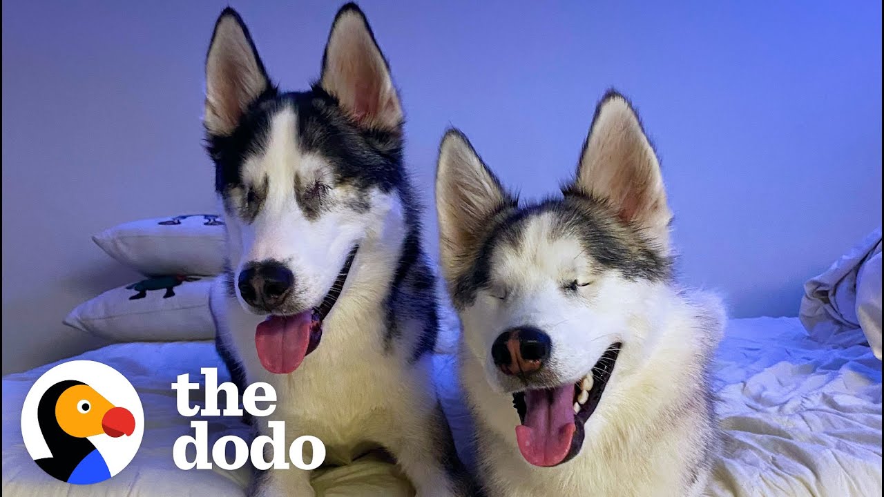 Blind Husky Teaches Her Friend An Unexpected Thing | The Dodo