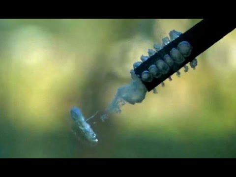 Underwater Paintball Shot 25,000fps - 62,000fps - Slow Mo - UCe_vXdMrHHseZ_esYUskSBw