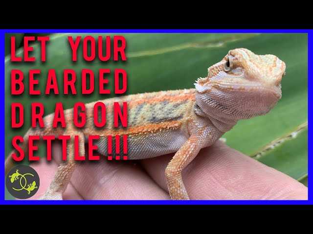 Why My Baby Bearded Dragon Isn’t Eating